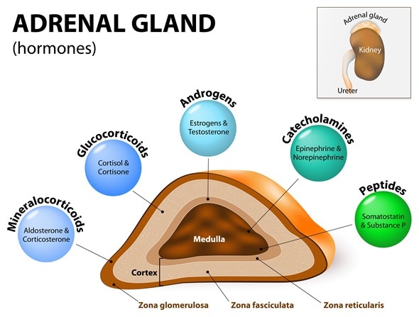Adrenal glands sit atop the kidneys and are composed of an outer cortex and an inner medulla, which produce different types of hormones. Human endocrine system - Image Copyright: Designua / Shutterstock